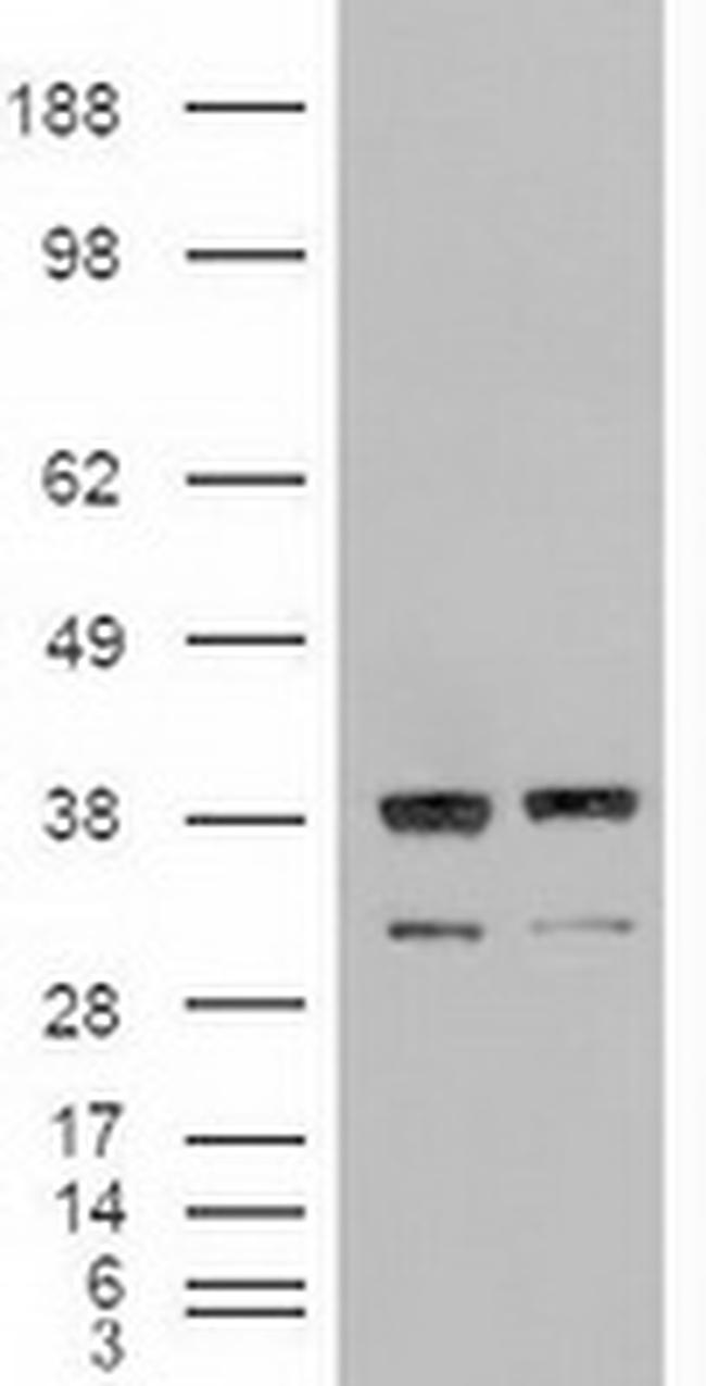 NT3 Antibody in Western Blot (WB)