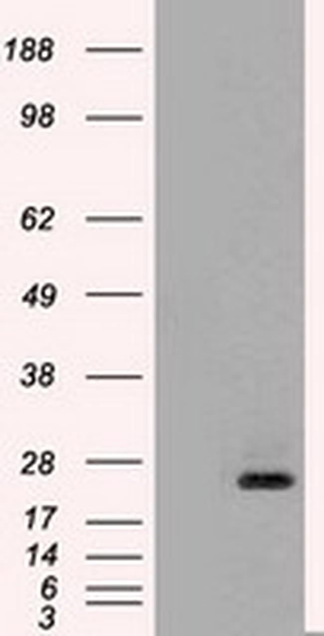 NT4 Antibody in Western Blot (WB)