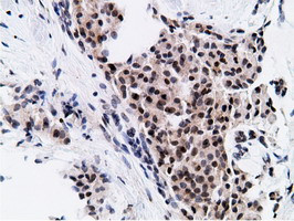 NT5DC1 Antibody in Immunohistochemistry (Paraffin) (IHC (P))