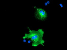NUCB1 Antibody in Immunocytochemistry (ICC/IF)