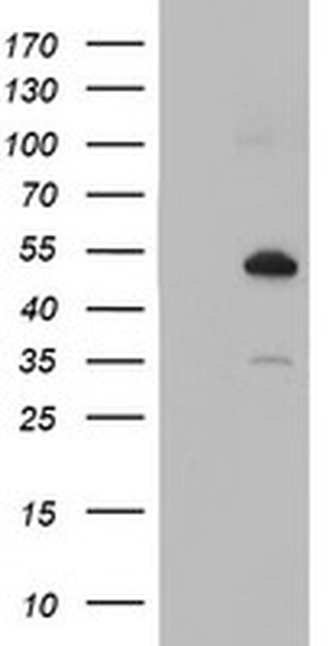 NUCB1 Antibody in Western Blot (WB)