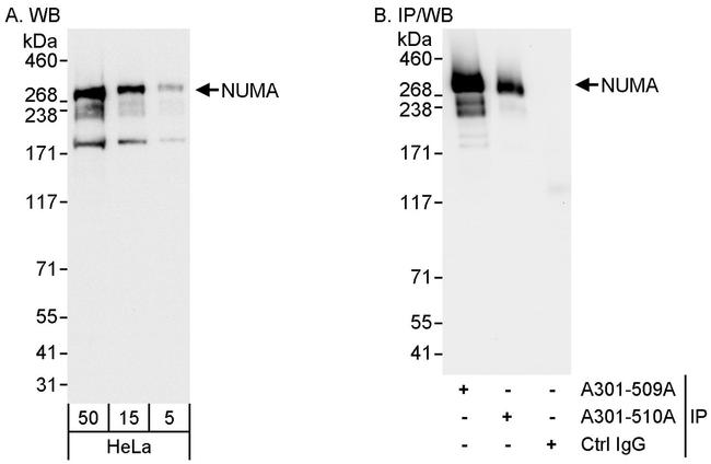 NUMA Antibody in Western Blot (WB)