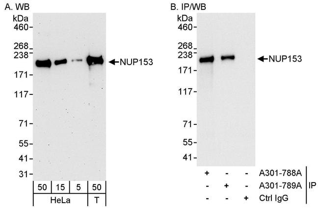 NUP153 Antibody in Western Blot (WB)
