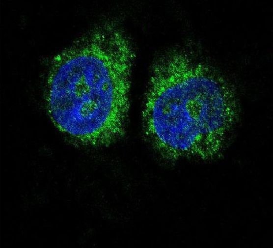 Nurr1 Antibody in Immunocytochemistry (ICC/IF)
