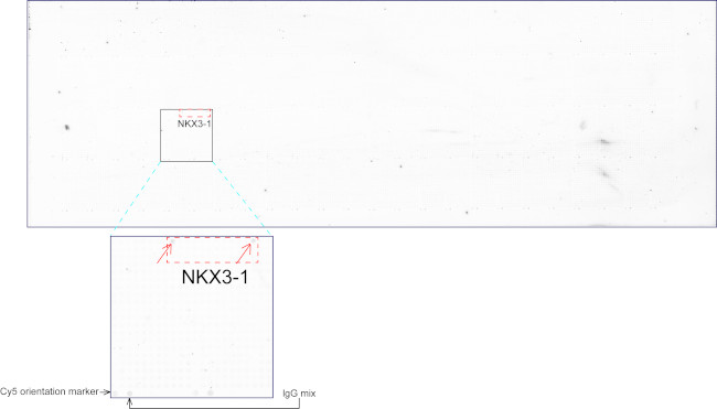 Nkx3.1 Antibody in Peptide array (ARRAY)