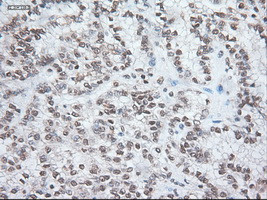 Noggin Antibody in Immunohistochemistry (Paraffin) (IHC (P))