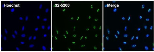 NPM1 Antibody in Immunocytochemistry (ICC/IF)