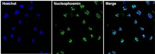 NPM1 Antibody in Immunocytochemistry (ICC/IF)
