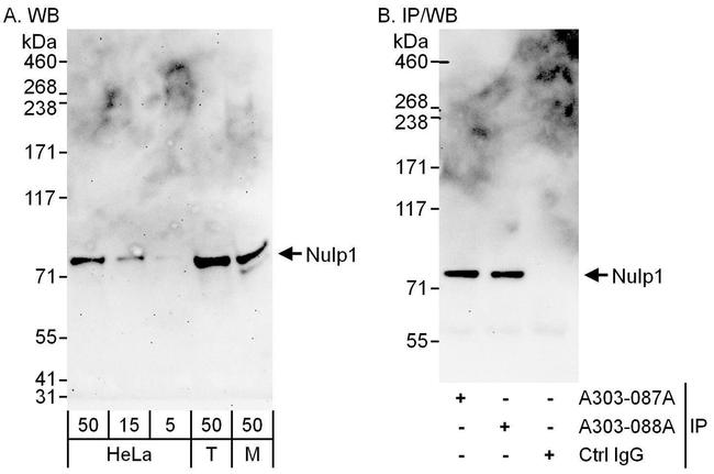 Nulp1 Antibody in Western Blot (WB)