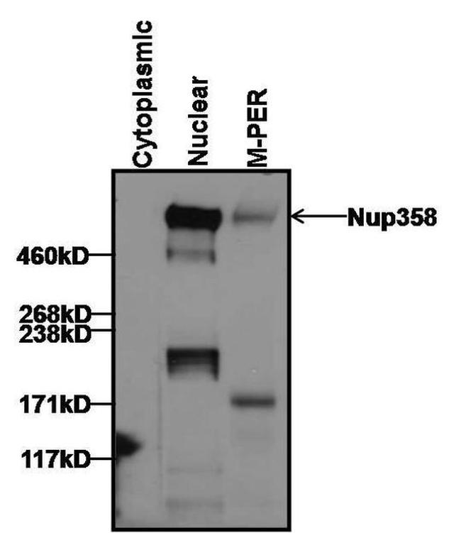 RANBP2 Antibody in Western Blot (WB)