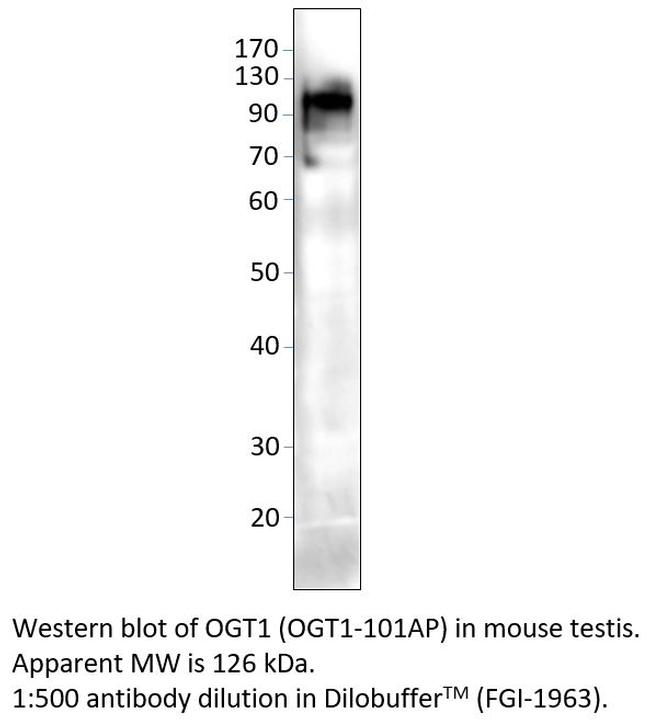 OGT1 Antibody in Western Blot (WB)