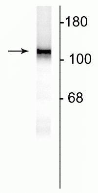NMDAR1 Antibody in Western Blot (WB)