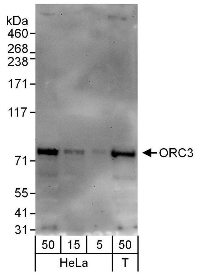 ORC3 Antibody in Western Blot (WB)