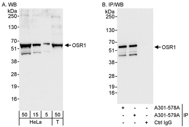 OSR1 Antibody in Western Blot (WB)