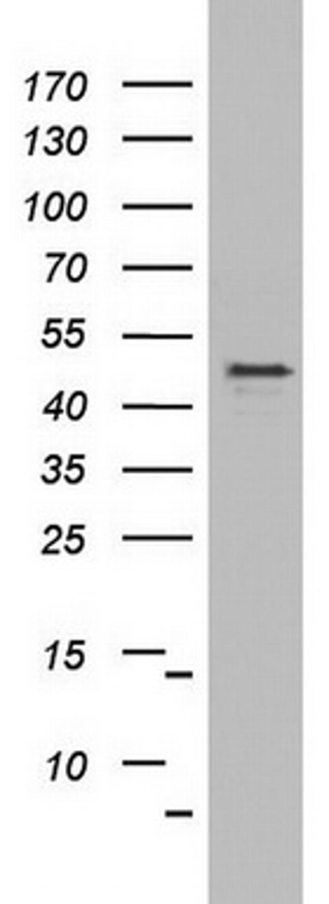OXSM Antibody in Western Blot (WB)