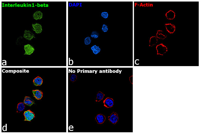 IL-1 beta Antibody in Immunocytochemistry (ICC/IF)