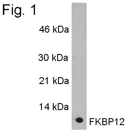 FKBP12 Antibody in Western Blot (WB)