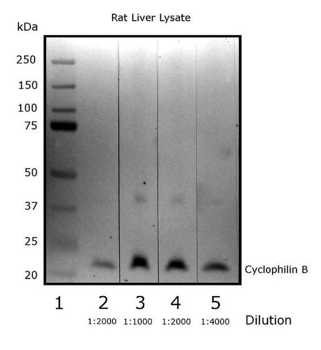 Cyclophilin B Antibody in Western Blot (WB)
