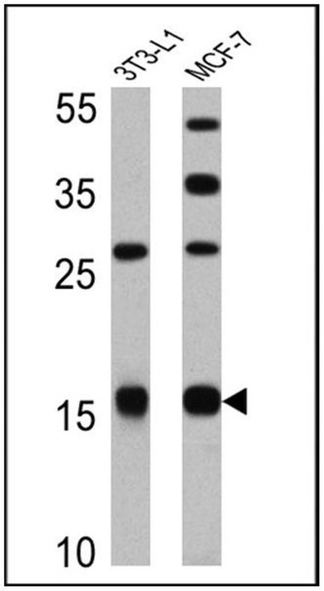 Leptin Antibody in Western Blot (WB)
