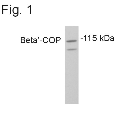 beta COP Antibody in Western Blot (WB)