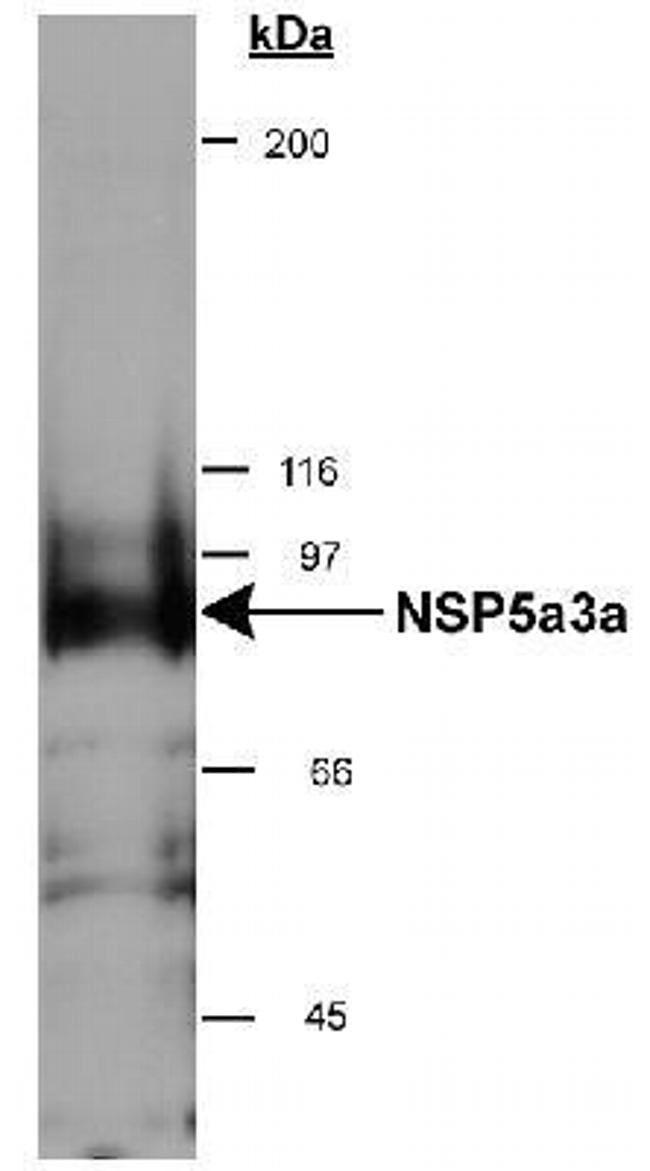 NSP5 Antibody in Western Blot (WB)