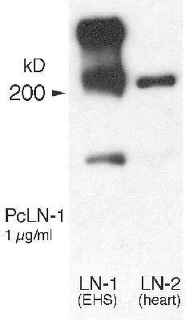 Laminin Antibody in Western Blot (WB)
