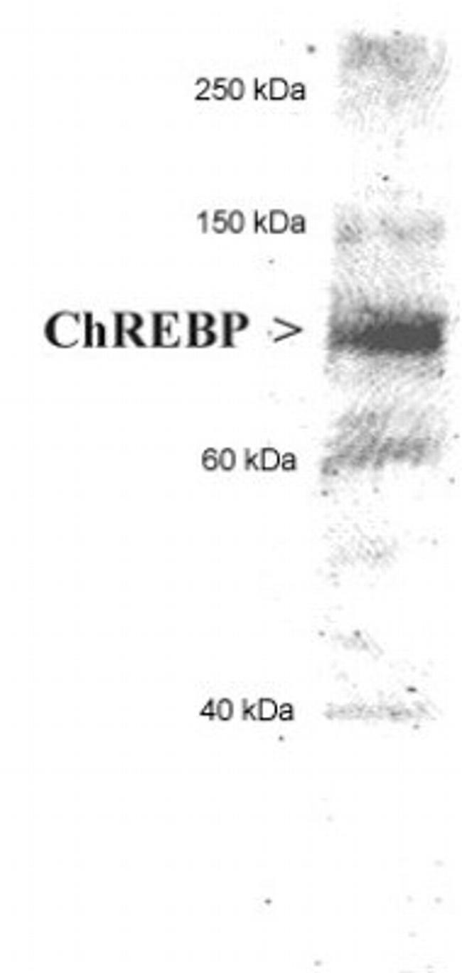ChREBP Antibody in Western Blot (WB)
