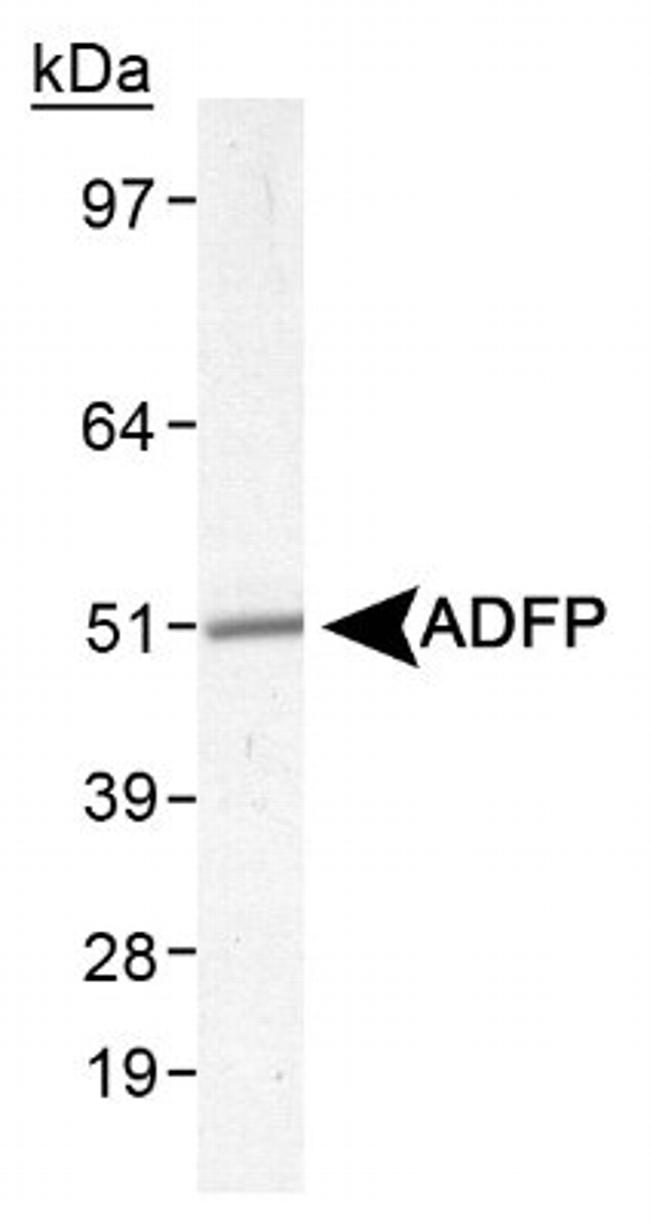 ADFP Antibody in Western Blot (WB)