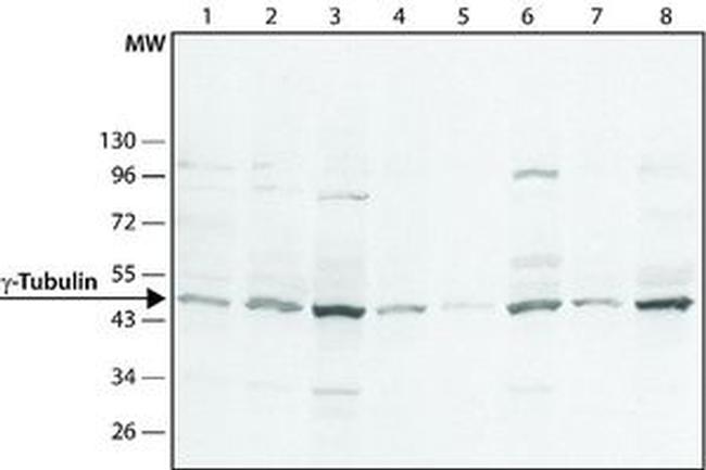gamma Tubulin Antibody in Western Blot (WB)