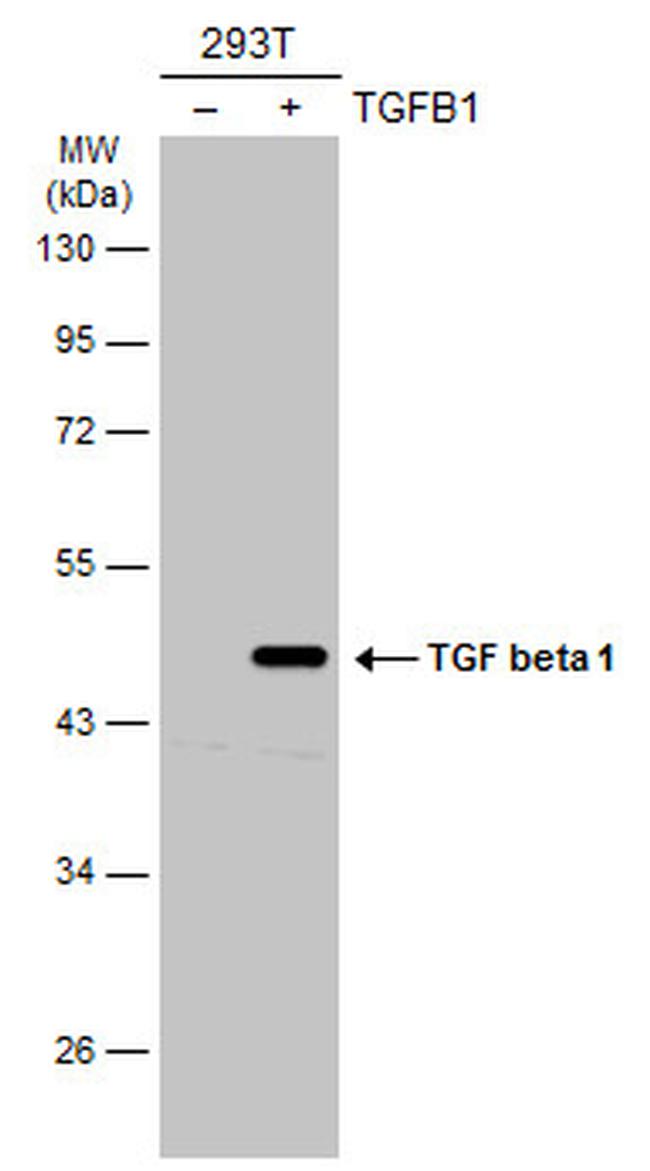 TGF beta-1 Antibody in Western Blot (WB)