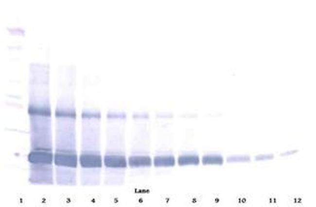 EMAP II Antibody in Western Blot (WB)