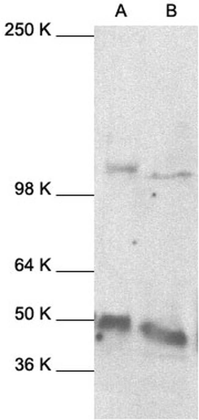 NFkB p105/p50 Antibody in Western Blot (WB)