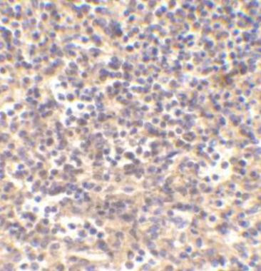 DNase II Antibody in Immunohistochemistry (Paraffin) (IHC (P))