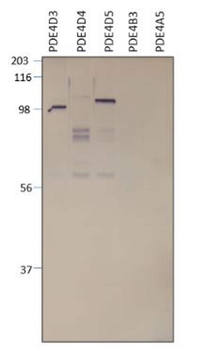 PDE4D Antibody in Western Blot (WB)