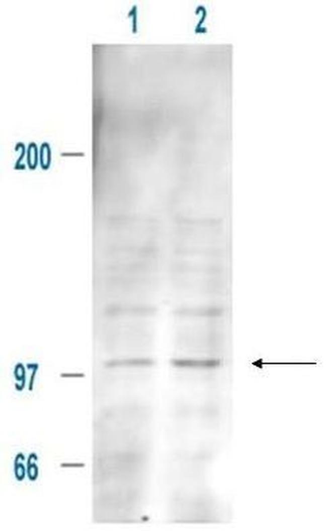 Phospho-MDM2 (Ser185) Antibody in Western Blot (WB)