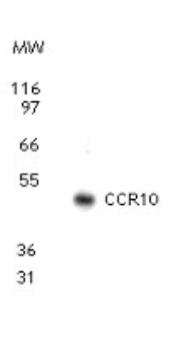 CCR10 Antibody in Western Blot (WB)