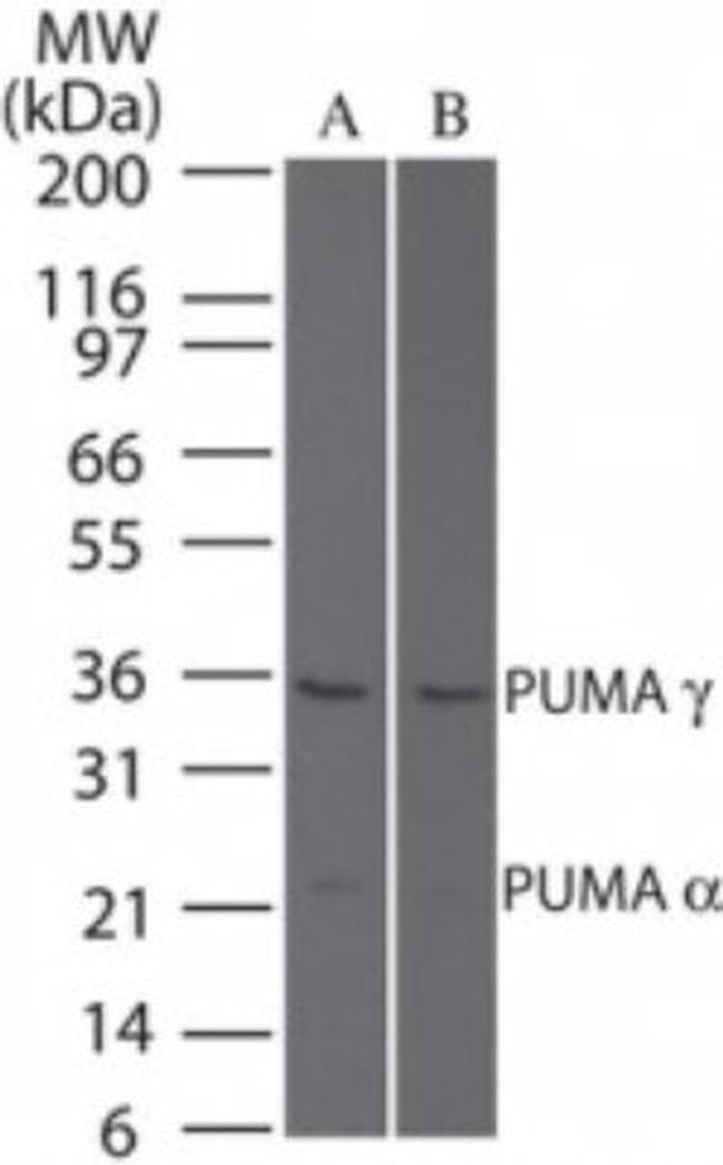 PUMA delta/gamma Antibody in Western Blot (WB)