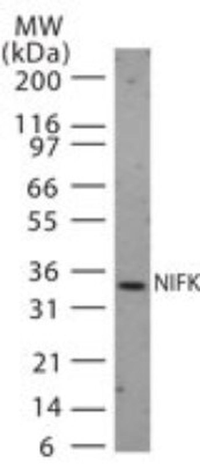 NIFK Antibody in Western Blot (WB)