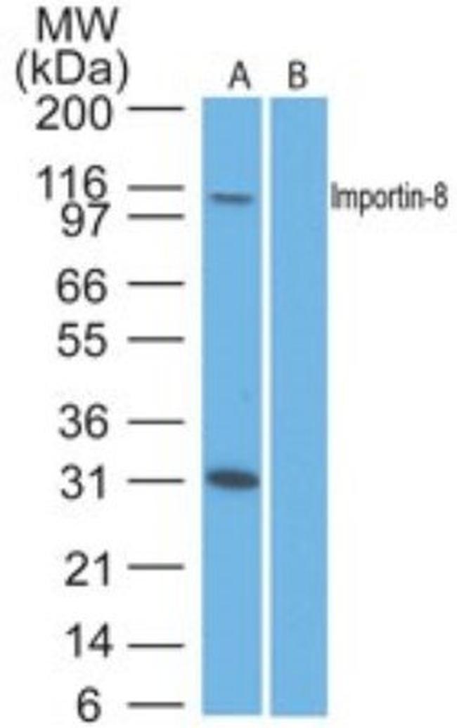 Importin 8 Antibody in Western Blot (WB)
