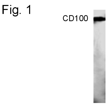 CD100 Antibody in Western Blot (WB)