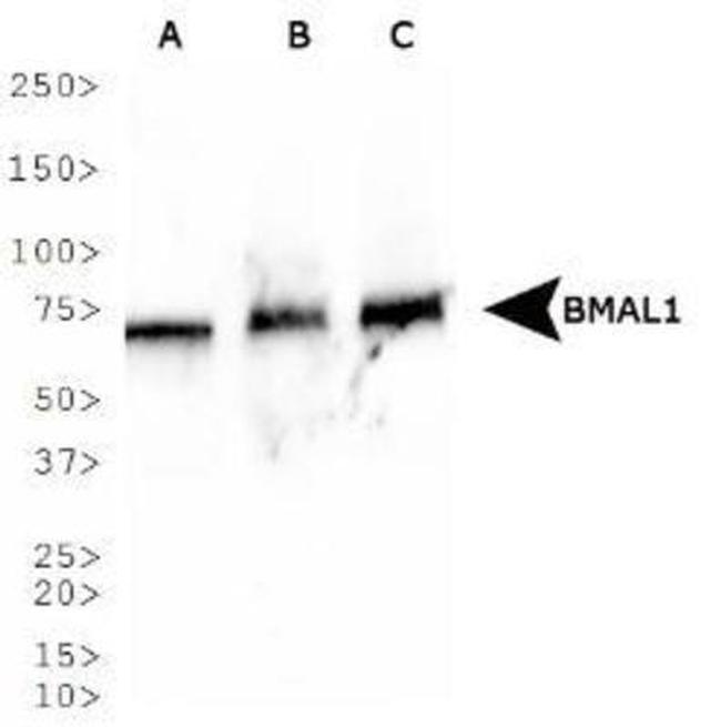 BMAL1 Antibody in Western Blot (WB)