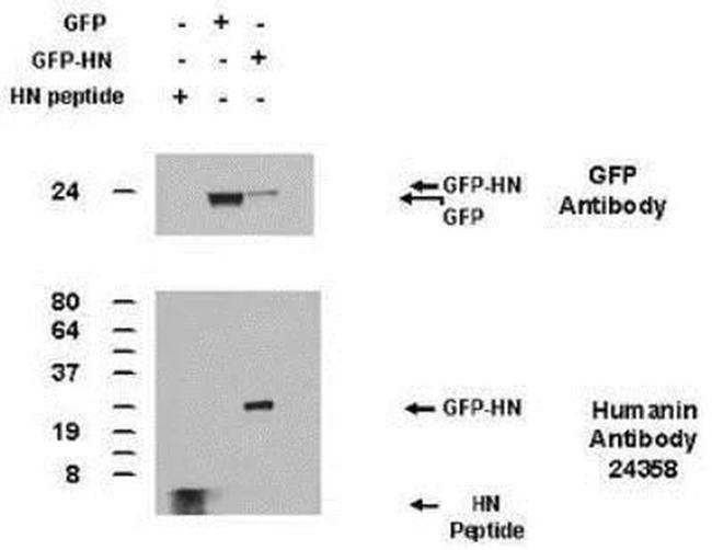 Humanin Antibody in Western Blot (WB)