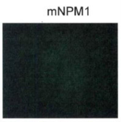 NPM1 (mutant) Antibody in Immunocytochemistry (ICC/IF)