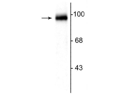 GRASP1 Antibody in Western Blot (WB)