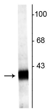 Synaptoporin Antibody in Western Blot (WB)
