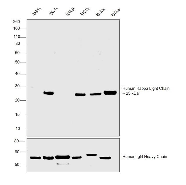 Human Kappa Light Chain Secondary Antibody in Western Blot (WB)