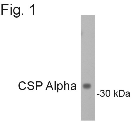 CSP alpha Antibody in Western Blot (WB)