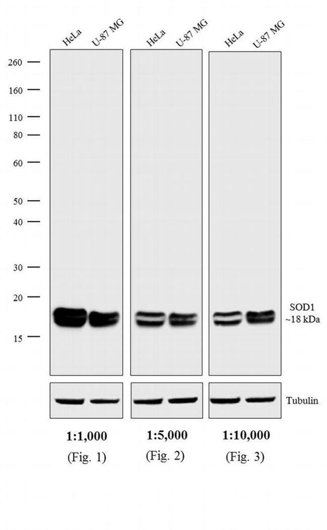 Mouse IgG, IgM, IgA (H+L) Secondary Antibody in Western Blot (WB)