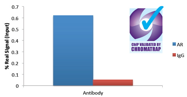 Androgen Receptor Antibody in ChIP Assay (CHIP)