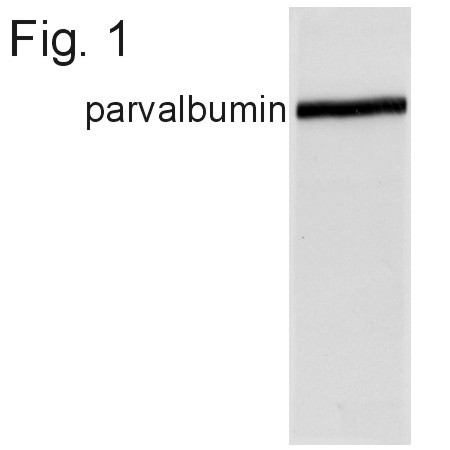 Parvalbumin Antibody in Western Blot (WB)